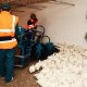 Ver productoMáquina para la recogida de pollos - Peer System