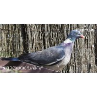 Palomas ornamentales - La Venta
