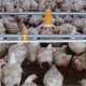 Red round shape