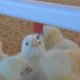 Ver productoBEBEDERO NIPPLE O TETINA PARA POLLOS Y PARA JAULAS DE GALLINAS PONEDORAS