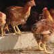 Ver productoMICROMIX POLLOS ECOMEGA 0,3%