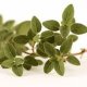 Ver productoECODIAR-Aceite esencial de Oregano