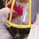 Ver productoComederos Gallos - Roxell