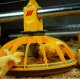 Ver productoComederos Broilers - Roxell