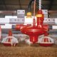 Ver productoBEBEDERO PARA AVES "IBERLINE"