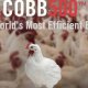 Ver productoHuevos incubables para criar pollos para carne de CONAVISA