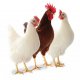 Ver productoHuevos incubables para gallinas ponedoras de CONAVISA