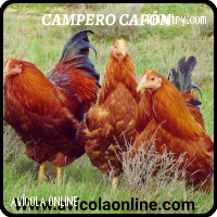 Capones 