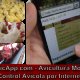 Ver productoAvicApp :  Software en la nube de gestión y análisis de complejos avícolas: poll