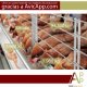 Ver productoAVICAPP.COM: Manejo gallinas ponedoras y pollos de engorde