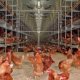 Ver productoNatura 60 y Natura 70