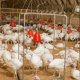 Ver productoBASCULA SWING 70 PAVOS 