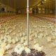 Ver productoBASCULA SWING 20 POLLOS PATOS Y REPRODUCTORAS PESADAS