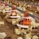 Ver productoCOMEDEROS Broilers FLUXX de BIG DUTCHMAN