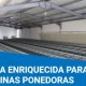 Ver productoJaula enriquecida para gallinas ponedoras