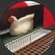 Ver productoNidales, Ponederos Tigsa