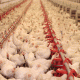Ver productoFORCIX POULTRY
