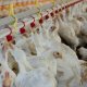 Ver productoBEBEDERO TETINA BROILERS