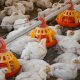Ver productoTOLVA BROILERS