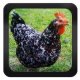 Ver productoChicken Breeds & Types