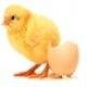 Ver productoEchicken