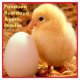 Ver productoPanduan Budidaya Ayam Petelur
