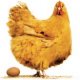 Ver productoPoultry Farm Revenue Calc