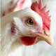 Ver producto2nd International Conference on Livestock Nutrition