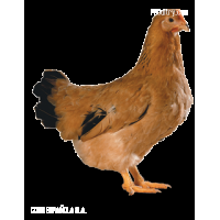 COBBSASSO by COBB Española