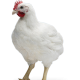Cobb500_2.png