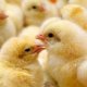 Ver productoPollitos de un día para engorde de CRUSVI