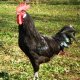 Ver productoGallina Castellana Negra