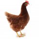 Ver productoGallina ponedora Lohman BROWN CLASSIC - IBERTEC