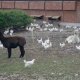 Ver productoAlpacas como vigilantes de su rebaño
