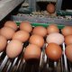 Ver productoSistema automático de recolección de huevos - Zucami