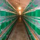 Ver productoBaterías de Recría (OFERTAS)