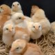 Ver productoGrupo SADA Pollito 